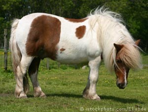 Obrazek